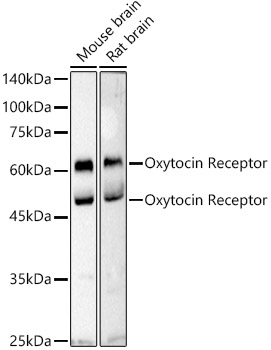 Oxytocin Receptor Rabbit Polyclonal Antibody