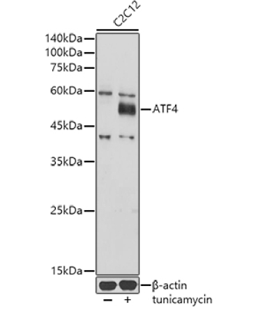 ATF4 Rabbit Polyclonal Antibody