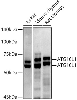 ATG16L1 Rabbit Polyclonal Antibody
