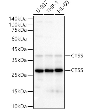 CTSS Rabbit Polyclonal Antibody