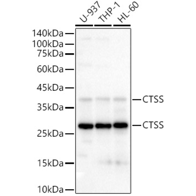 CTSS Rabbit Polyclonal Antibody