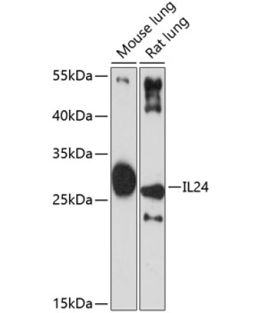 IL24 Rabbit Polyclonal Antibody