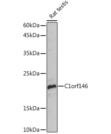 C1orf146 Rabbit Polyclonal Antibody