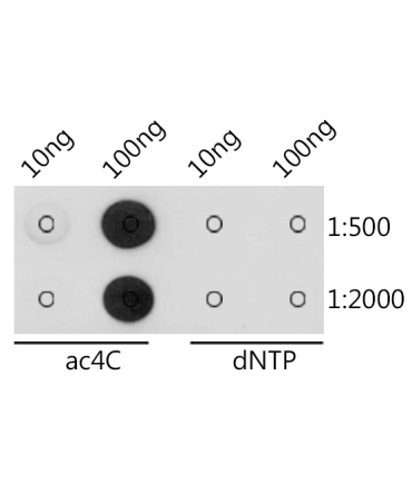 N4-acetylcytidine/ ac4C Rabbit Polyclonal Antibody