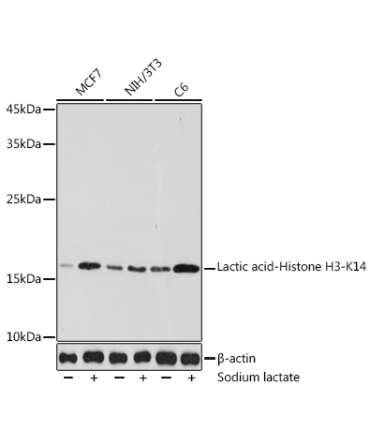 Lactic acid-Histone H3-K14 Rabbit Polyclonal Antibody