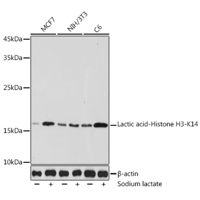 Lactic acid-Histone H3-K14 Rabbit Polyclonal Antibody