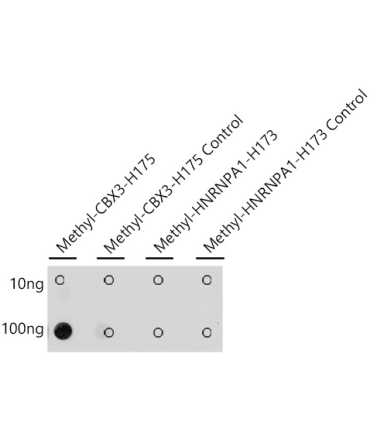 Methyl-HP1 gamma/CBX3-H175 Rabbit Polyclonal Antibody