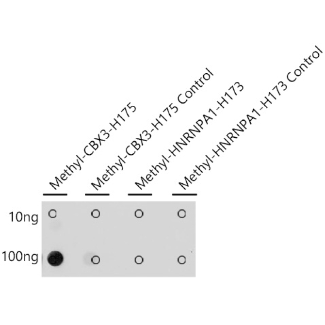 Methyl-HP1 gamma/CBX3-H175 Rabbit Polyclonal Antibody