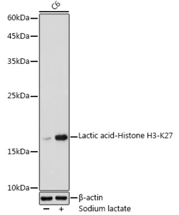 Lactic acid-Histone H3-K27 Rabbit Polyclonal Antibody