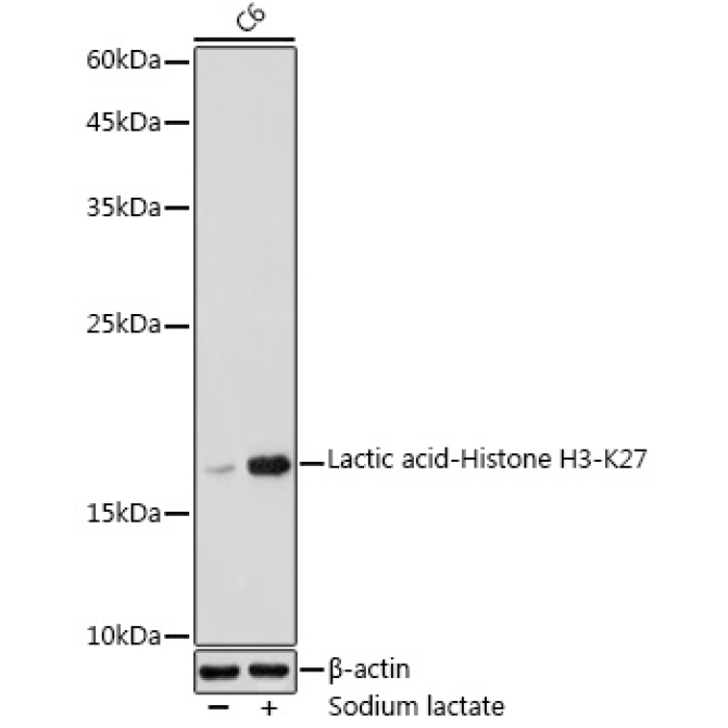 Lactic acid-Histone H3-K27 Rabbit Polyclonal Antibody