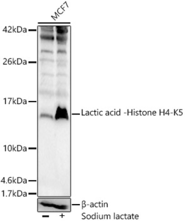 Lactic acid -Histone H4-K5 Rabbit Polyclonal Antibody