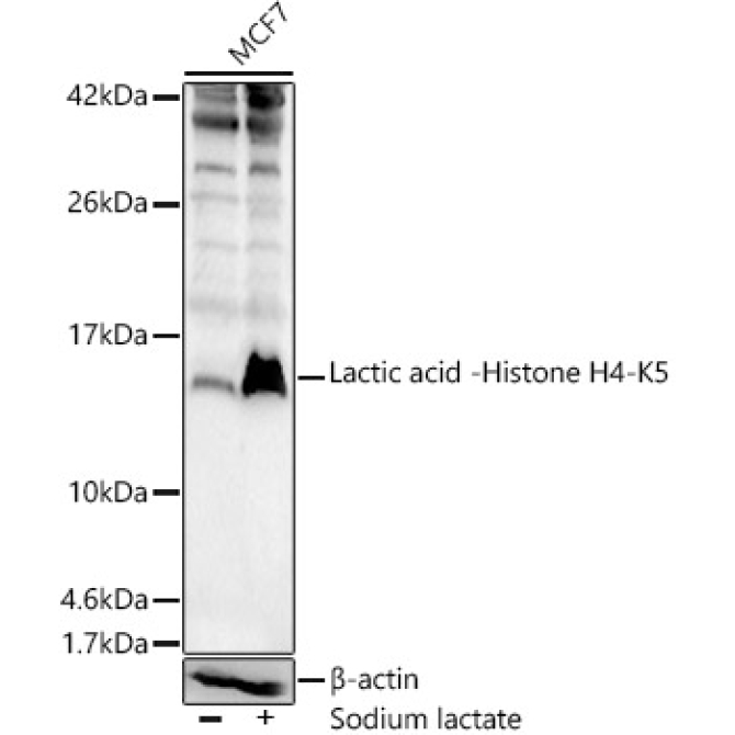 Lactic acid -Histone H4-K5 Rabbit Polyclonal Antibody