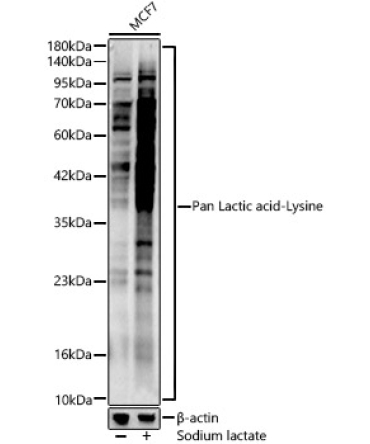 Pan Lactic acid-Lysine Rabbit Polyclonal Antibody