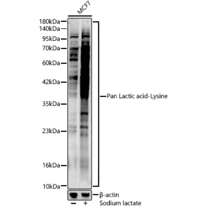Pan Lactic acid-Lysine Rabbit Polyclonal Antibody