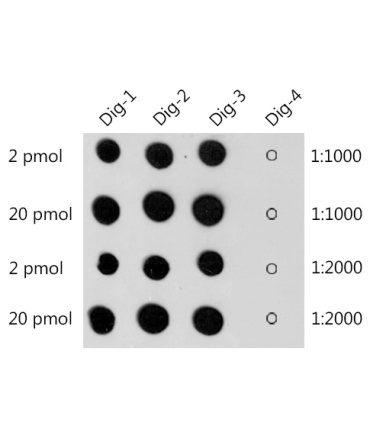 Digoxin Rabbit Polyclonal Antibody