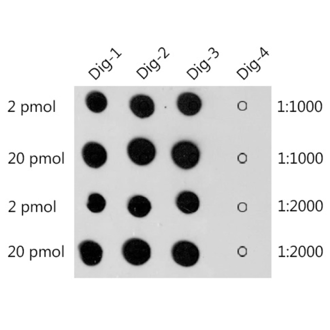 Digoxin Rabbit Polyclonal Antibody