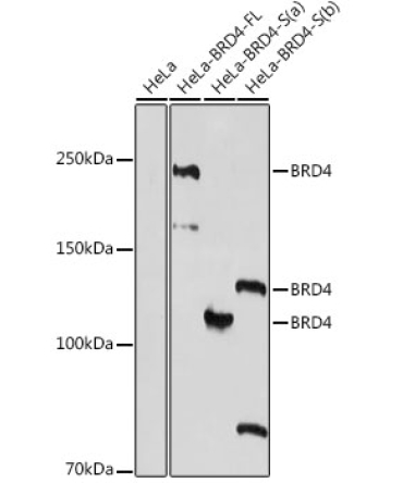 BRD4 Rabbit Polyclonal Antibody