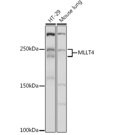 MLLT4 Rabbit Polyclonal Antibody