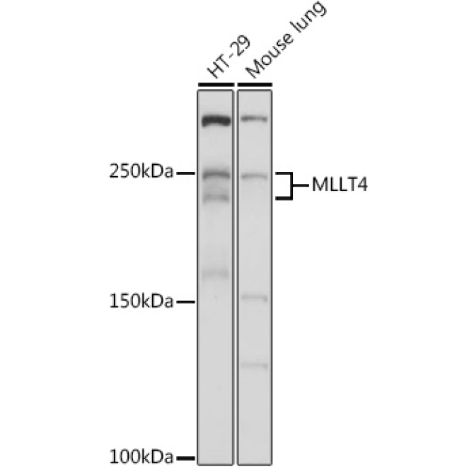 MLLT4 Rabbit Polyclonal Antibody