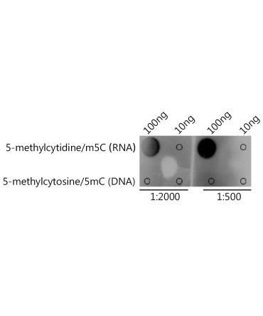 5-methylcytidine/m5C Rabbit Polyclonal Antibody