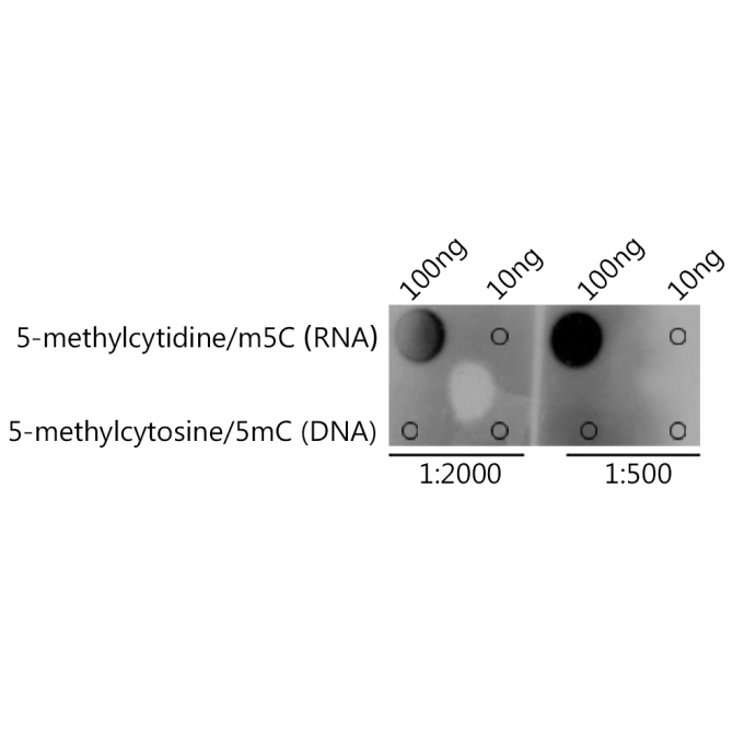 5-methylcytidine/m5C Rabbit Polyclonal Antibody
