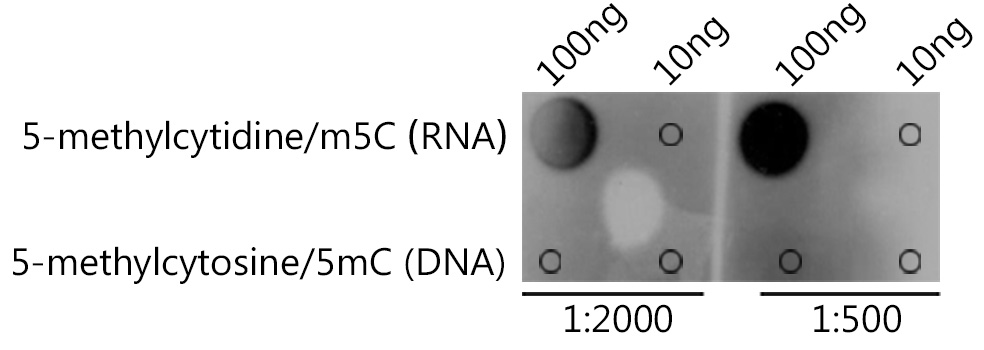 5-methylcytidine/m5C Rabbit Polyclonal Antibody