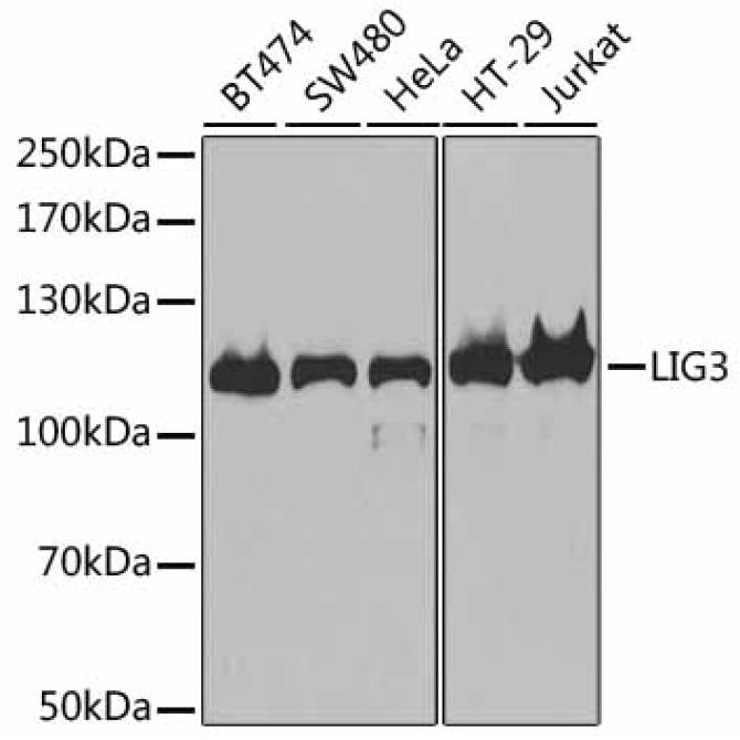 DNA Ligase III/LIG3 Rabbit Polyclonal Antibody