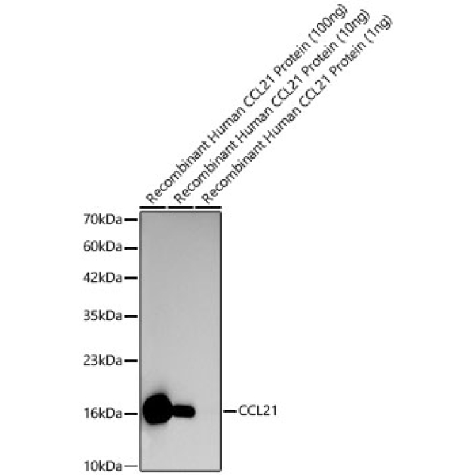 CCL21 Rabbit Polyclonal Antibody