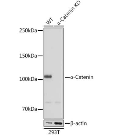 Alpha-Catenin Rabbit Monoclonal Antibody [KO Validated]