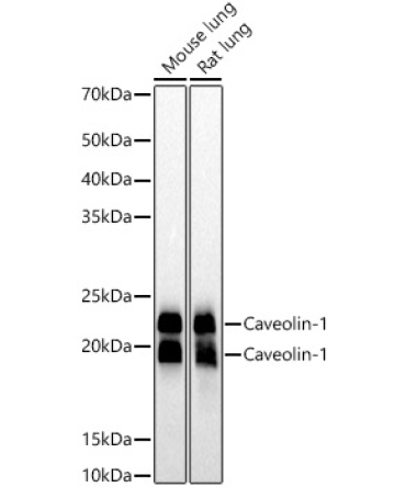 Caveolin-1  Rabbit Monoclonal Antibody