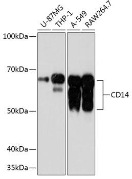 CD14 Rabbit Monoclonal Antibody