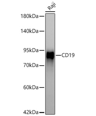 CD19 Rabbit Monoclonal Antibody