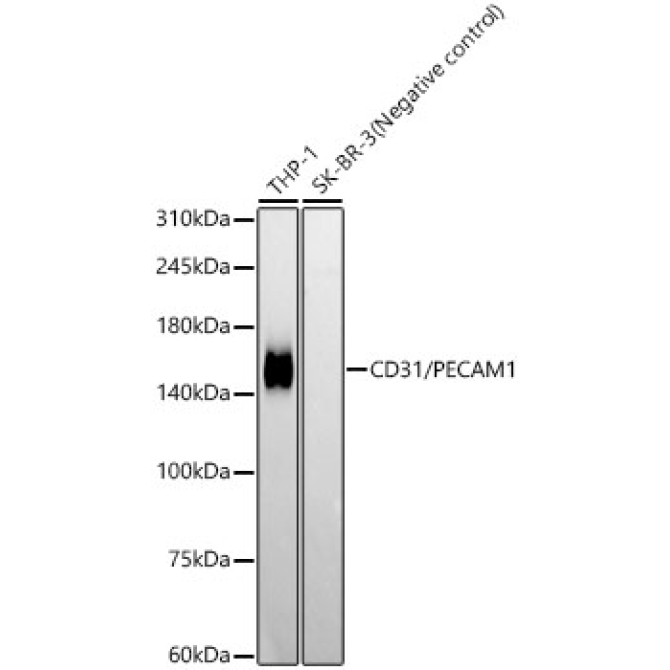 CD31/PECAM1 Rabbit Monoclonal Antibody