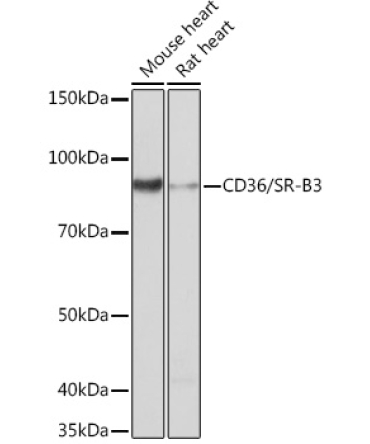 CD36/SR-B3 Rabbit Monoclonal Antibody