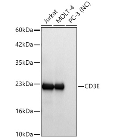 CD3E Rabbit Monoclonal Antibody