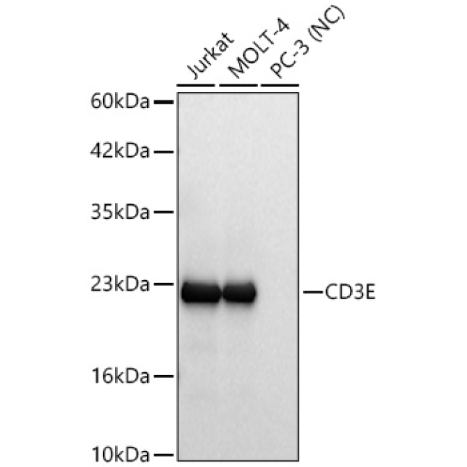 CD3E Rabbit Monoclonal Antibody