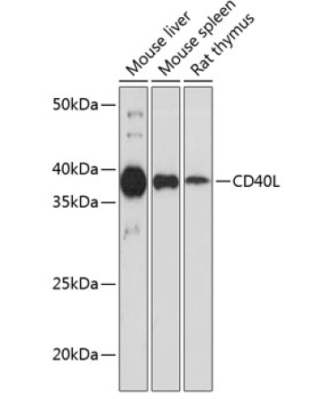 CD40L Rabbit Monoclonal Antibody