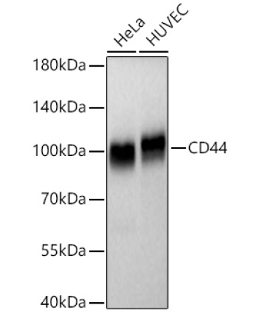 CD44 Rabbit Monoclonal Antibody