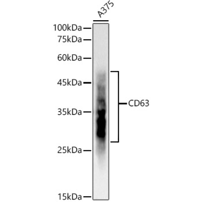 CD63 Rabbit Monoclonal Antibody