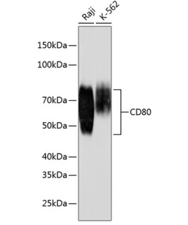 CD80 Rabbit Monoclonal Antibody