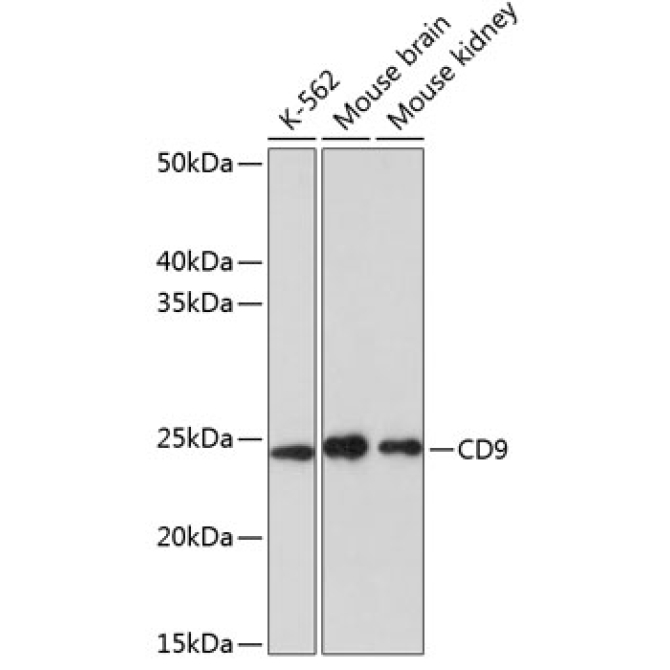 CD9 Rabbit Monoclonal Antibody
