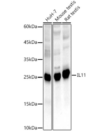 IL11 Rabbit Polyclonal Antibody