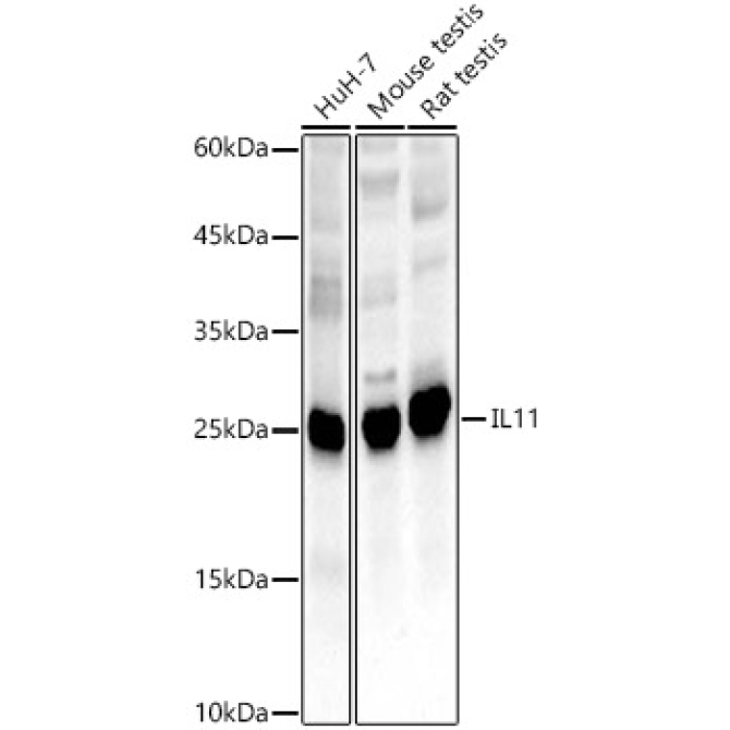IL11 Rabbit Polyclonal Antibody