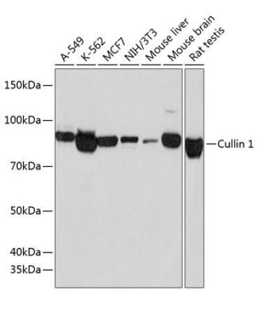 Cullin 1 Rabbit Monoclonal Antibody