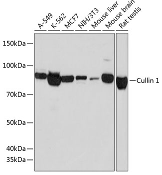 Cullin 1 Rabbit Monoclonal Antibody
