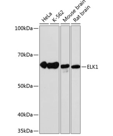 ELK1 Rabbit Monoclonal Antibody