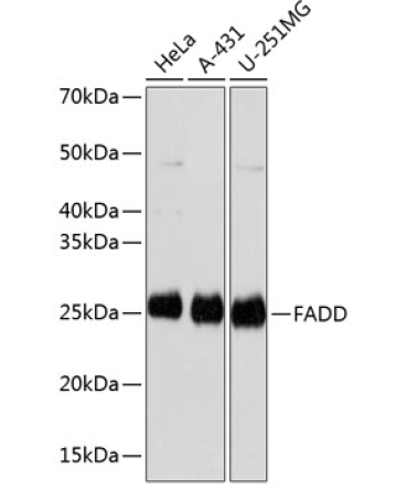 FADD Rabbit Monoclonal Antibody