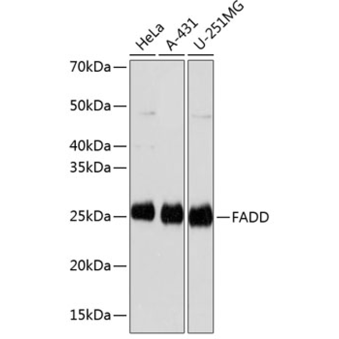 FADD Rabbit Monoclonal Antibody