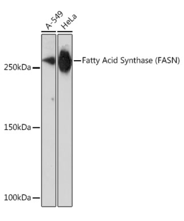 Fatty Acid Synthase (FASN) Rabbit Monoclonal Antibody