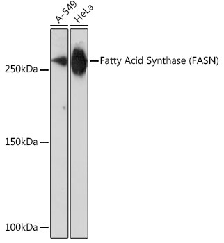 Fatty Acid Synthase (FASN) Rabbit Monoclonal Antibody